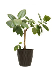 house plants for beginners