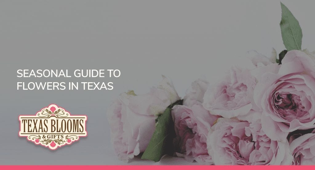Seasonal Guide to Flowers in Texas